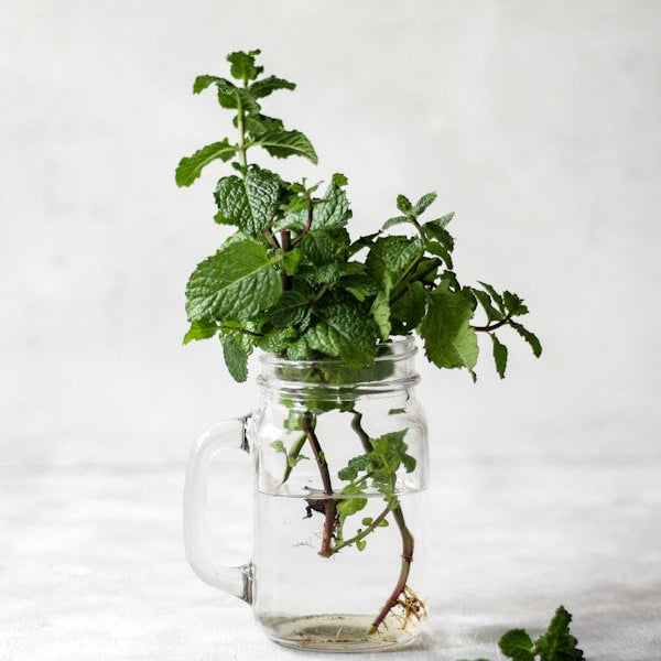 Freeze Dried Basil Flakes